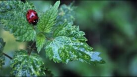 Research is Key to Writing a Convincing Novel- Zara Altair Speaks